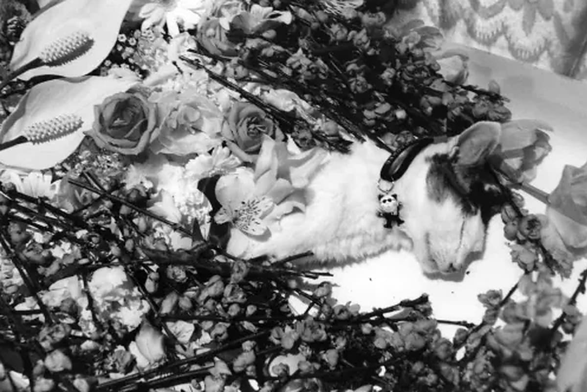 El fotógrafo japonés Nobuyoshi Araki retrató durante 22 años a Chiro, la gata que llegó a su hogar por iniciativa de su esposa Yoko. Tras perder a ambas, encontró en las fotografías una manera de conservar sus recuerdos.