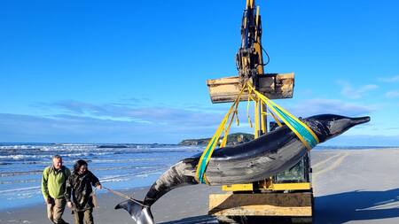 Encontraron el cadáver de la que podría ser la ballena más rara del mundo. Foto: EFE.