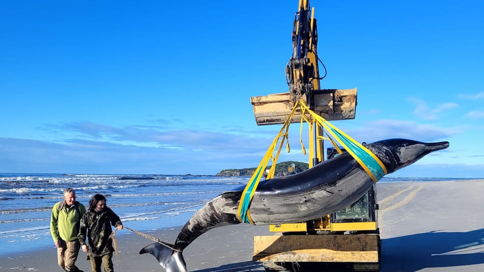 Encontraron el cadáver de la que podría ser la ballena más rara del mundo. Foto: EFE.