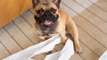 Comportamiento canino: por qué un perro rompe los objetos cuando el dueño se va de la casa, según los veterinarios