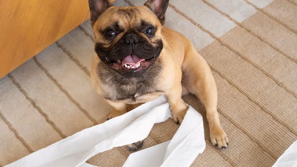 Comportamiento canino: por qué un perro rompe los objetos cuando el dueño se va de la casa, según los veterinarios