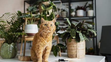 Plantas decorativas y su impacto en las mascotas: los riesgos del potus y otras especies. Foto: Unsplash.