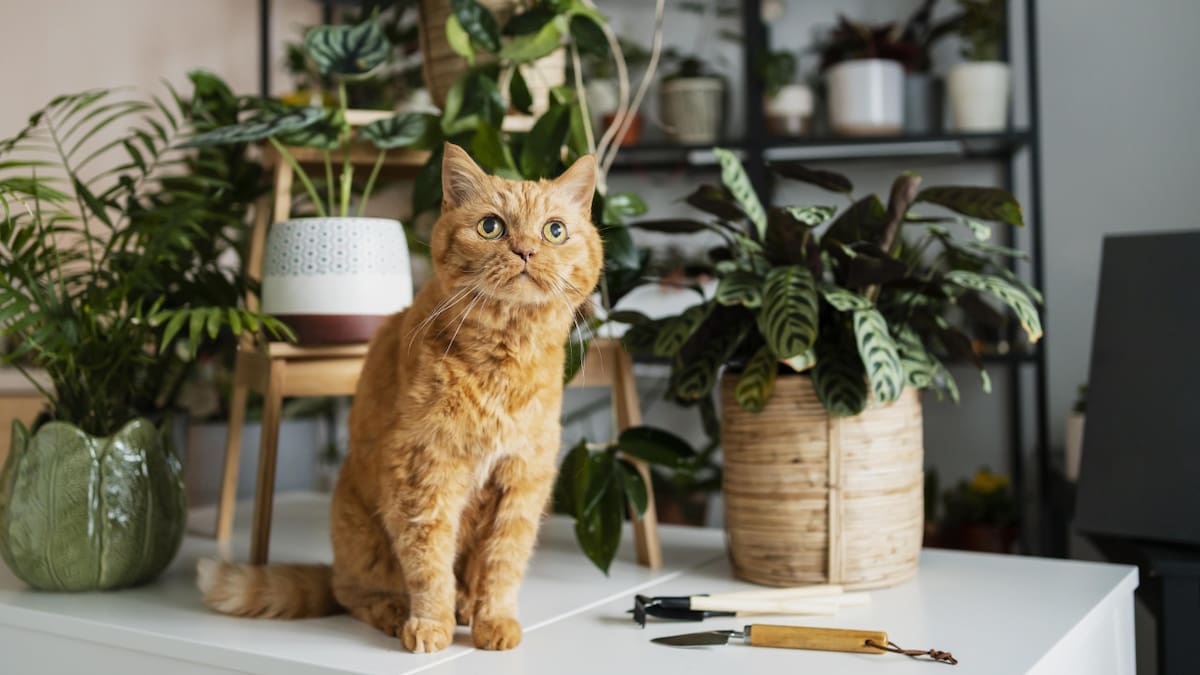 Cuidado con el potus: por qué esta y otras plantas pueden ser tóxicas para perros y gatos