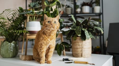 Plantas decorativas y su impacto en las mascotas: los riesgos del potus y otras especies. Foto: Unsplash.