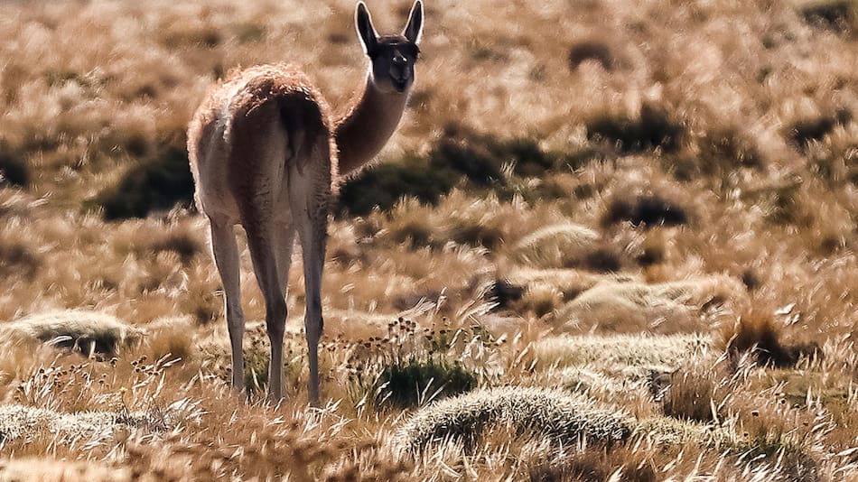 Guanaco en el parque provincia La Payunia, en Malargue, Argentina. Foto: EFE.