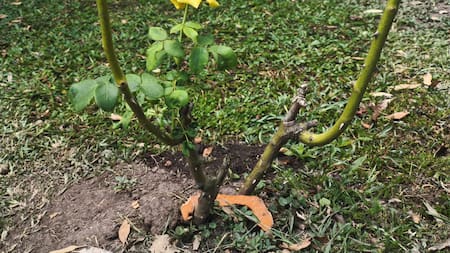 Un truco casero para potenciar tu rosal: cómo utilizar las cáscaras de naranjas para tener unas rosas sanas y bellas en el jardín