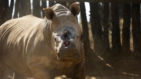 Rinocerontes. Foto: EFE