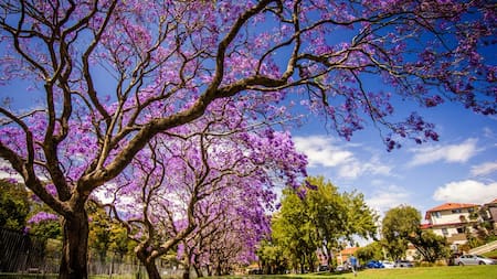 El árbol de jaracandá, considerado el más lindo del mundo. Foto: Unsplash.