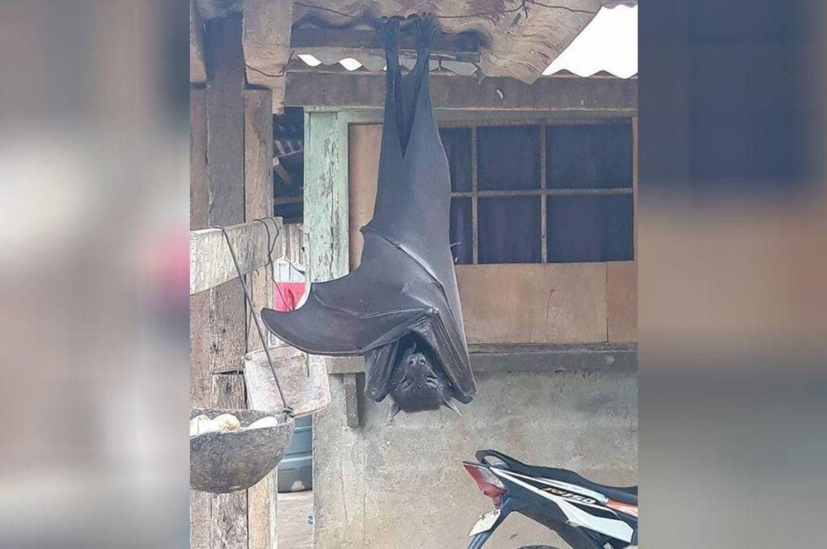 Murciélago diadema, viral