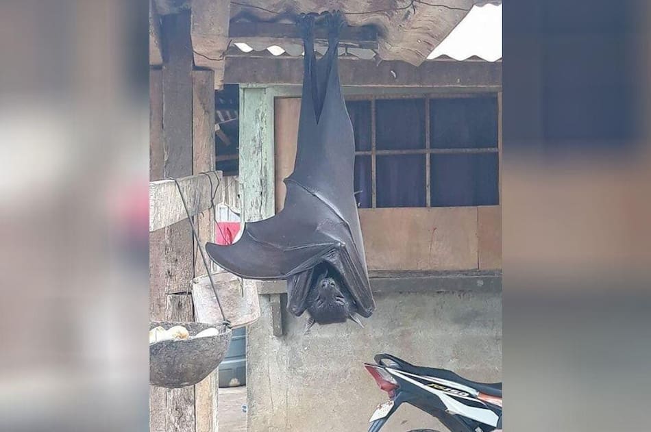 Murciélago diadema, viral