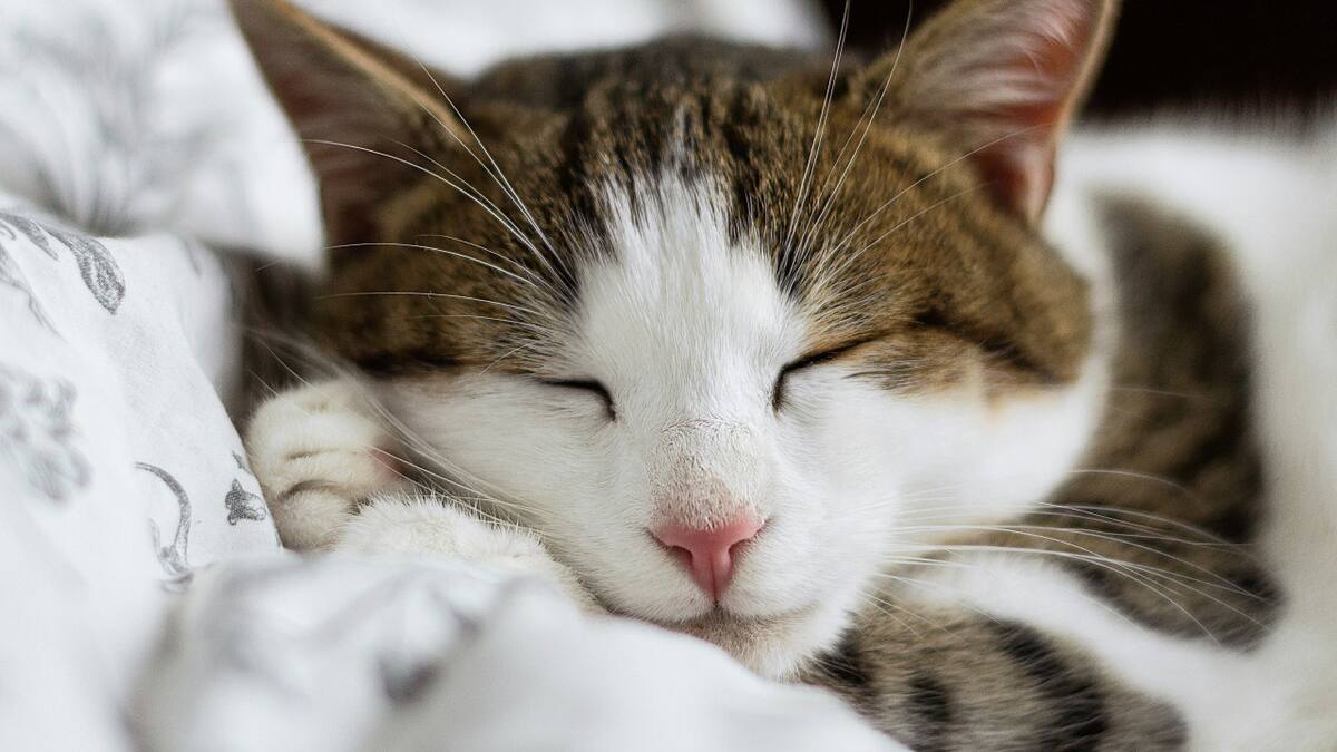 Gato; felino; mascota. Foto: Unsplash.