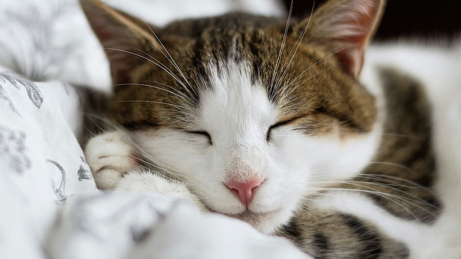 Gato; felino; mascota. Foto: Unsplash.