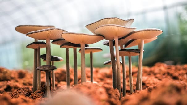 Medicinas alternativas: autorizan el uso de "hongos mágicos" para tratar la depresión en Nueva Zelanda