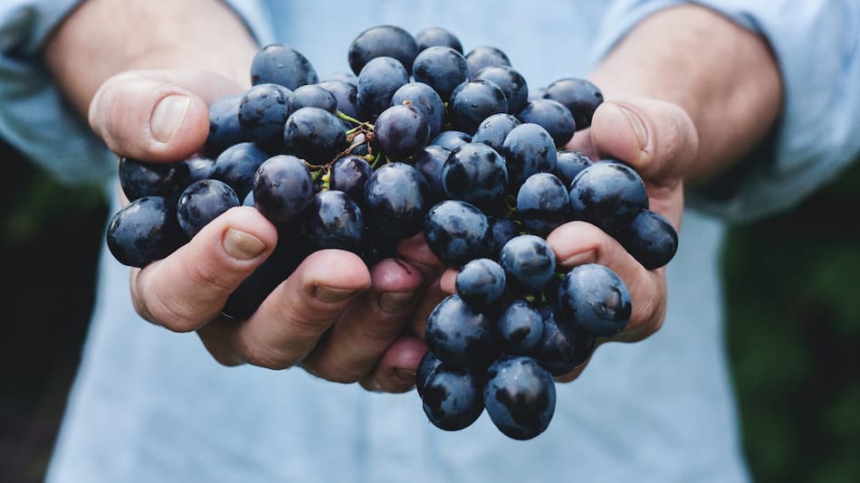 Las uvas aportan una gran cantidad de beneficios. Foto: Unsplash.