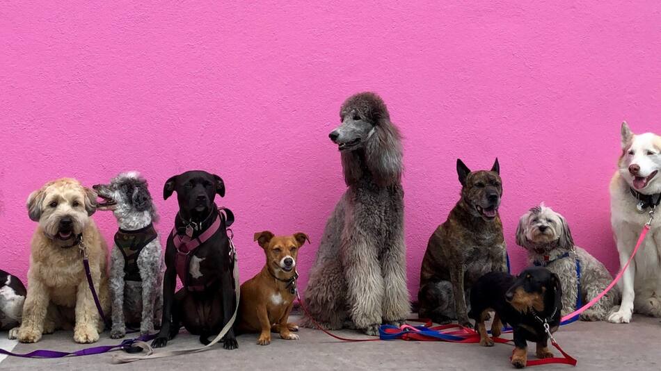 Perros. Foto Unsplash.