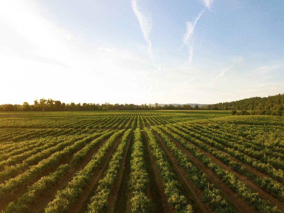 Permacultura, la nueva agricultura sostenible. Unsplash.