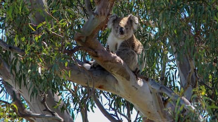 Koalas. Foto: Unsplash