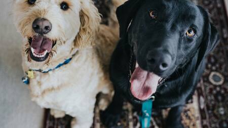Perros. Foto: Unsplash
