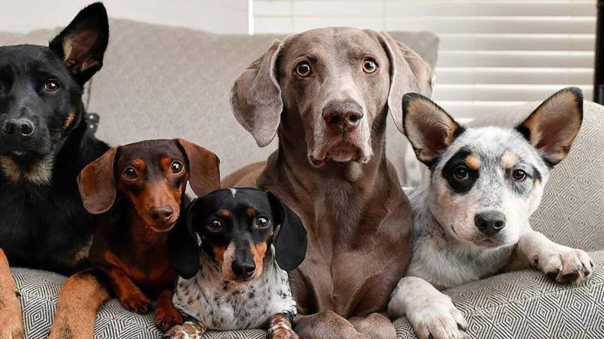 Perros, estudio