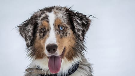 Perros; mascotas. Foto: Unsplash
