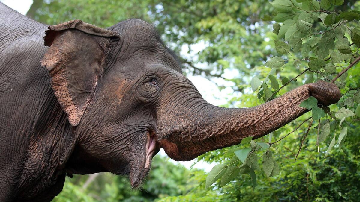 La "memoria de elefante" dejó de ser un mito.