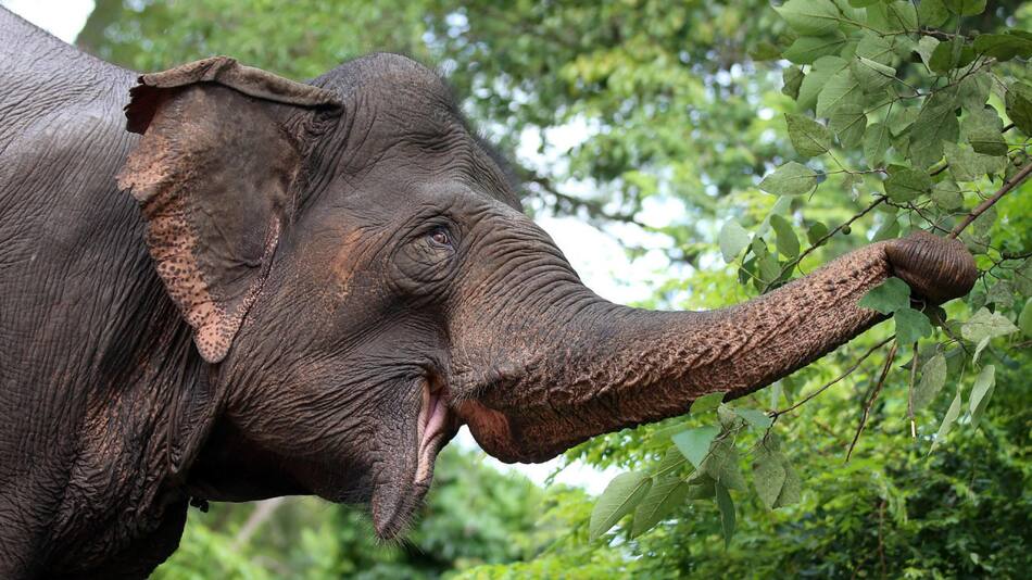 La "memoria de elefante" dejó de ser un mito.