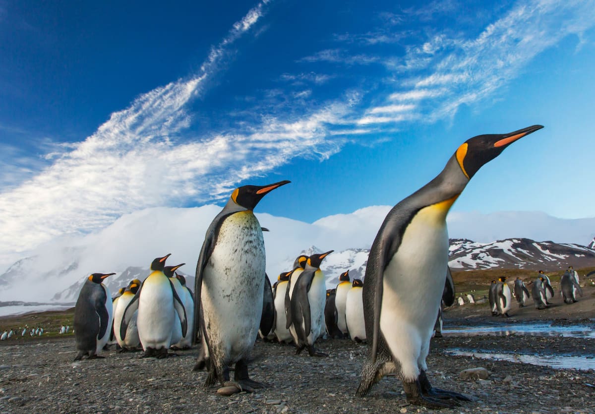 Pingüinos emperador. Foto: Unsplash