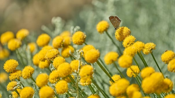 No es la citronela: la extraordinaria planta que funciona como repelente de mosquitos y es resistente a las sequías
