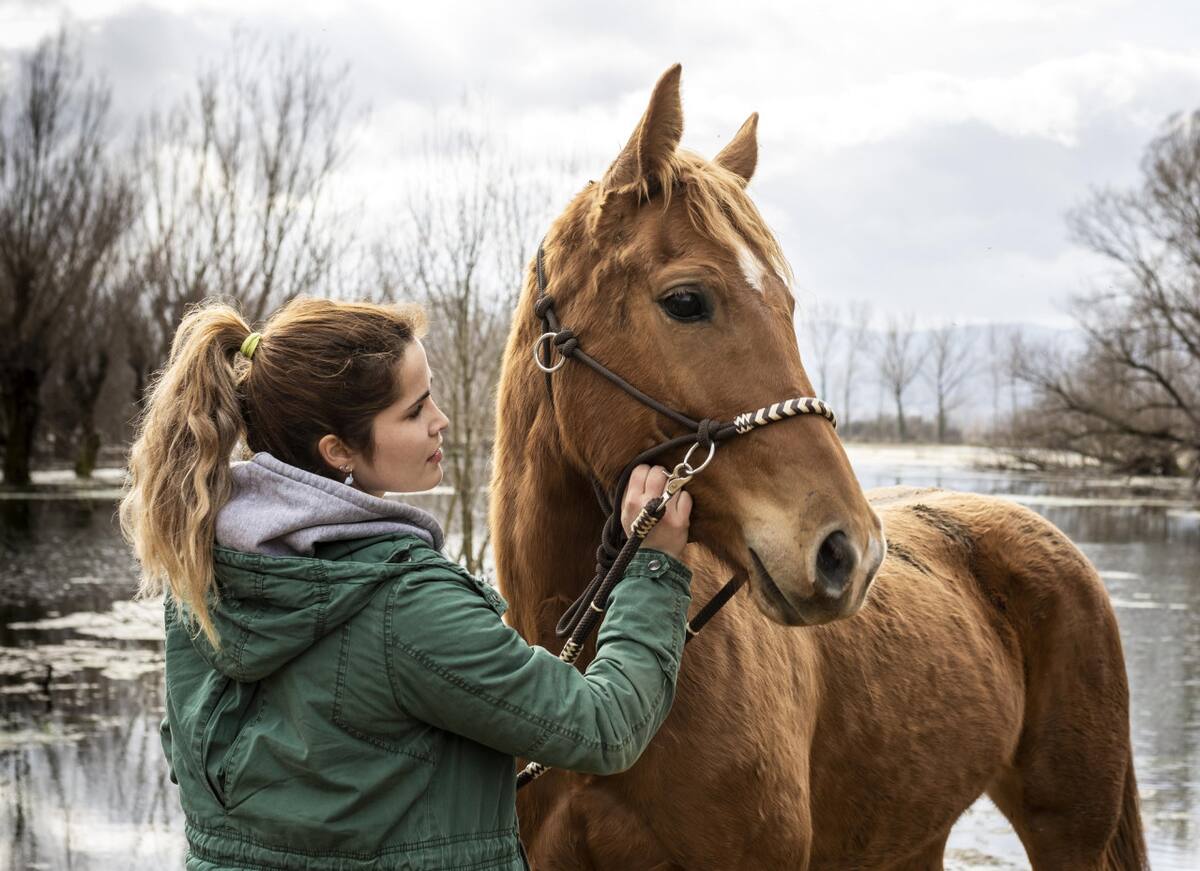 Caballo. Foto Freepik