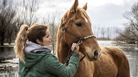 Qué son las "constelaciones con caballos", la práctica que ayuda a las personas a entender sus emociones