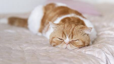 A los gatos les gusta dormir en los pies de sus dueños por calidez. Foto: Freepik.