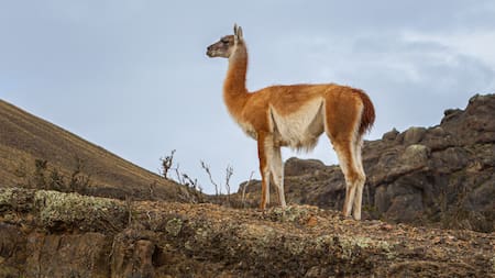 Guanaco. Foto Unsplash.