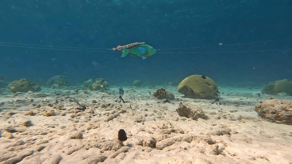 Especies en peligro de extinción. Foto: EFE.