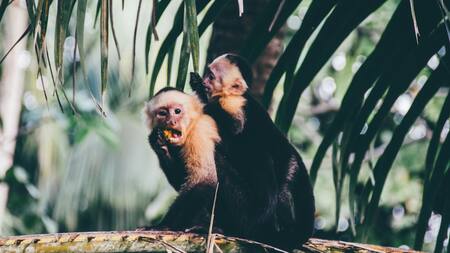 Monos. Foto: Unsplash.