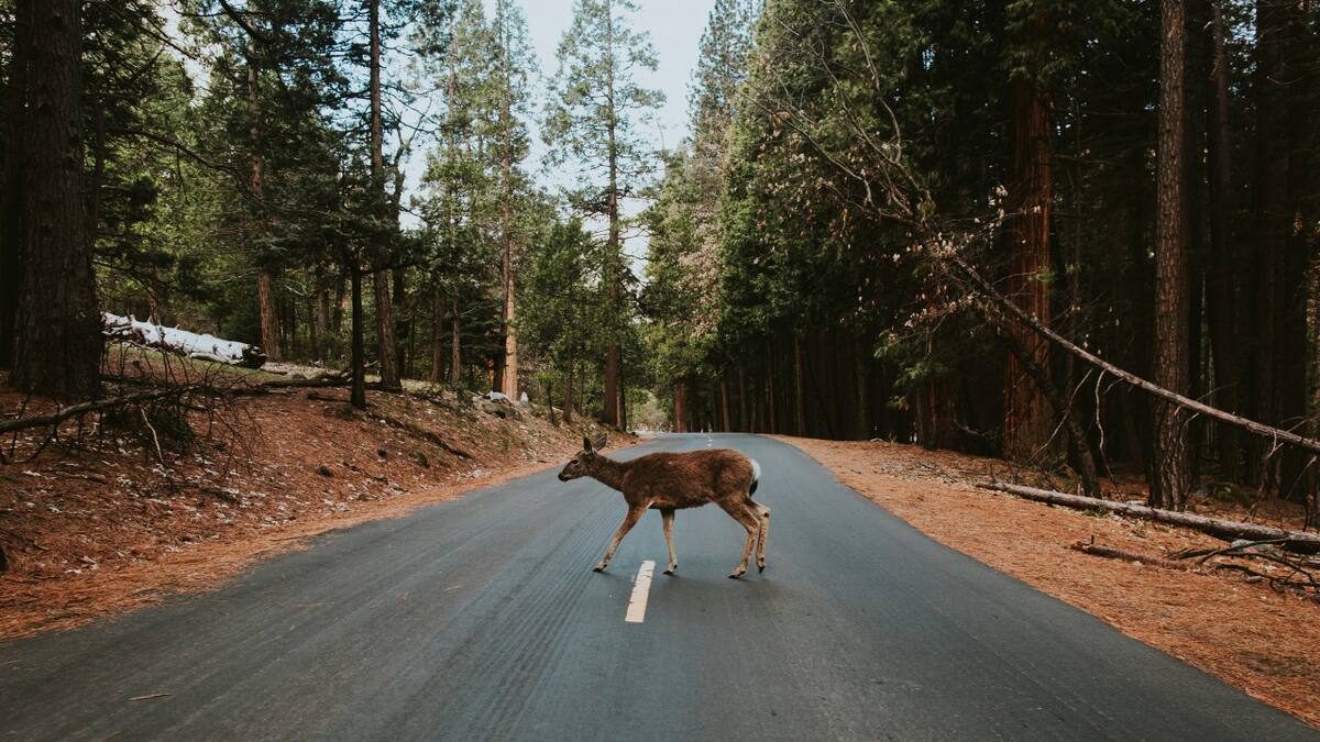 Animales, carreteras, naturaleza. Foto: Unsplash