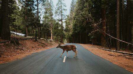 Animales, carreteras, naturaleza. Foto: Unsplash