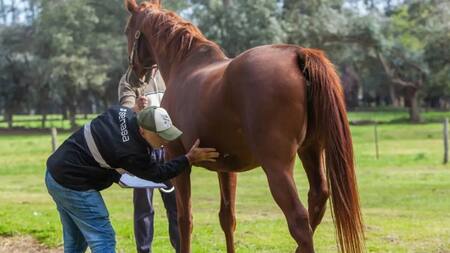 Encefalitis equina. Foto: X