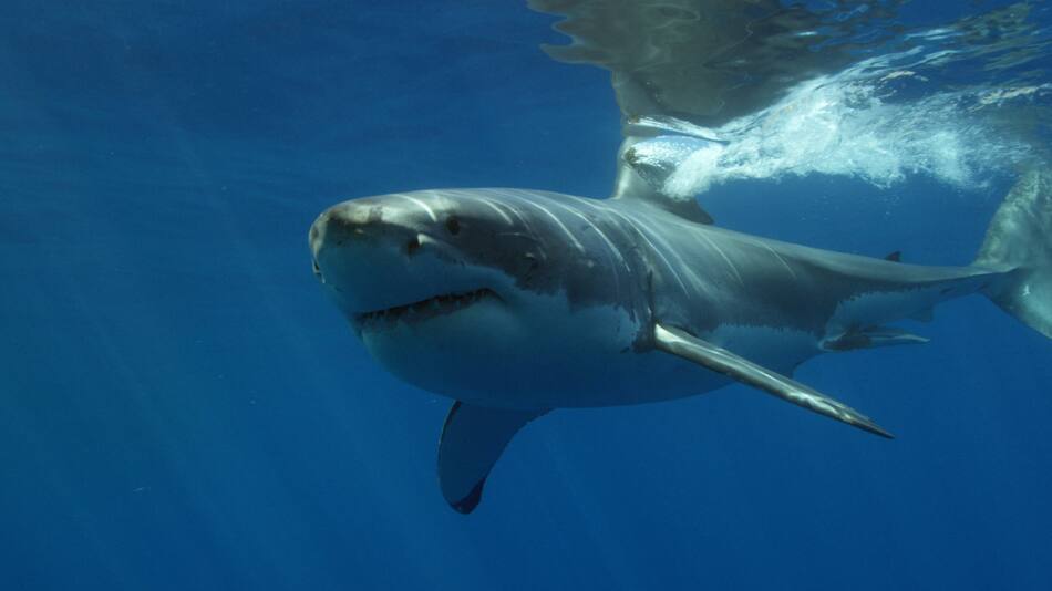 Crece la presencia de tiburones en las costas de New York. Foto: Unspash