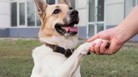 ¿Por qué los perros dan la pata?