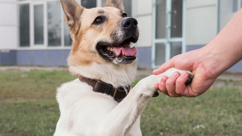 ¿Por qué los perros dan la pata?