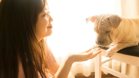 Perro, mascota, animal. Foto: Unsplash