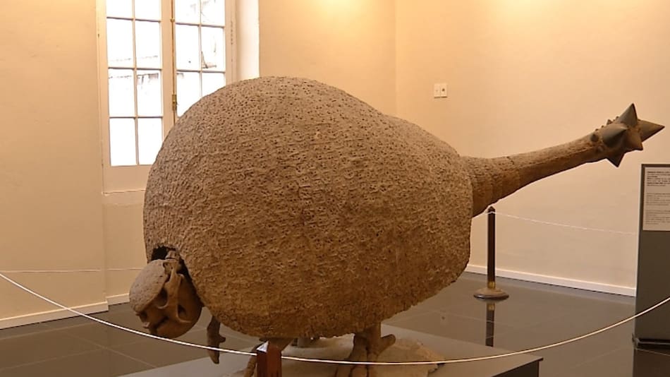 Investigadores del Conicet descubrieron un nuevo gliptodonte en Argentina. Foto: Twitter