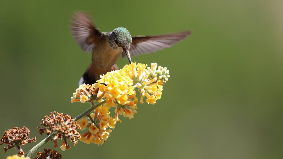 Flores amarillas que encantarán a los colibríes: cómo atraerlos a tu jardín