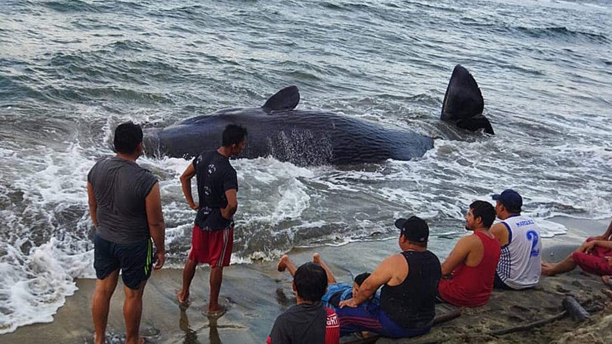 Caza de ballenas. Foto: EFE.