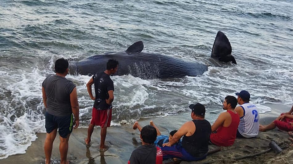 Caza de ballenas. Foto: EFE.