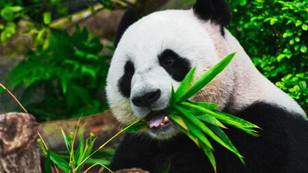 Oso panda. Foto Unsplash.