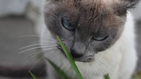 Gato come plantas