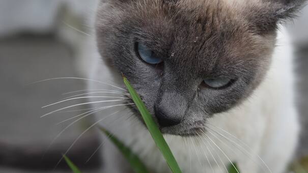 ¿Hambre o travesura?: qué significa que tu gato mastique las plantas y los cables