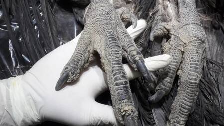 Imagen del cóndor muerto en Mendoza. Foto: Fundación Cullunche