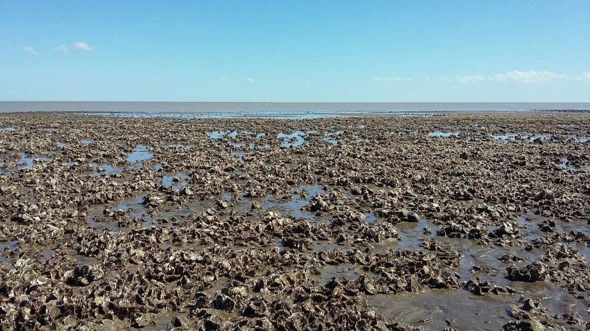 Ostras del Pacífico